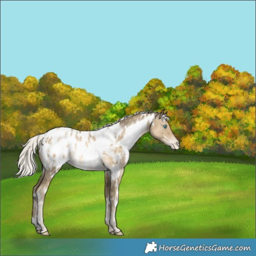 Horse Color:White Spotted Silver Buckskin Pearl Appaloosa Rabicano 