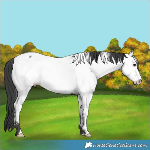 Horse Color:White Spotted Black Appaloosa Rabicano 