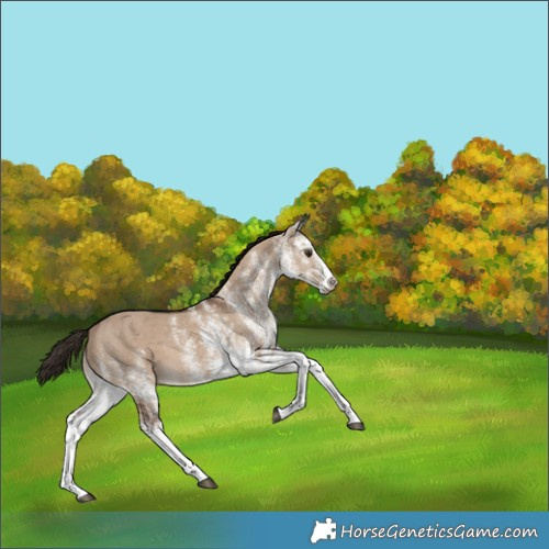 Horse Color:White Spotted Liver Red Dun Rabicano 