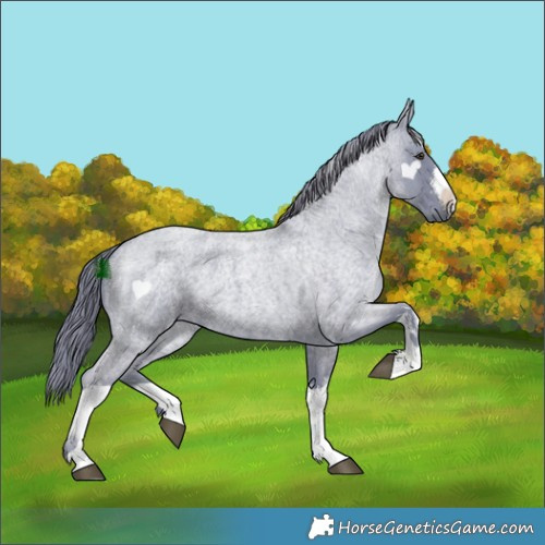 Horse Color:Watercolor White Spotted Liver Red Roan 
