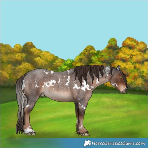 Horse Color:White Spotted Liver Red Roan 