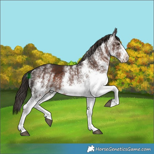 Horse Color:White Spotted Liver Chestnut 