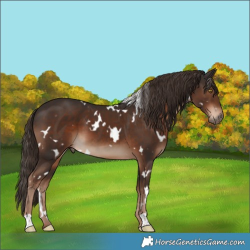 Horse Color:White Spotted Liver Chestnut 