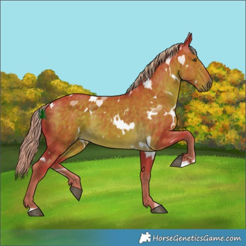 Horse Color:Watercolor White Spotted Chocolate Palomino 