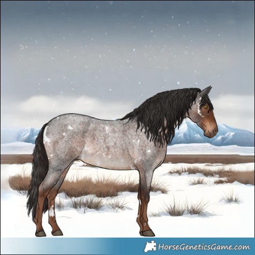 Horse Color:White Spotted Liver Red Roan 