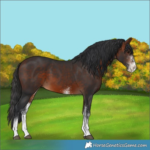 Horse Color:White Spotted Bay 