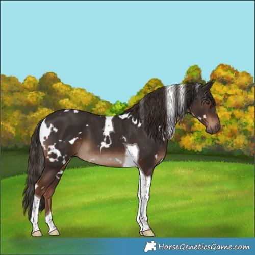 Horse Color:White Spotted Liver Chestnut Tobiano