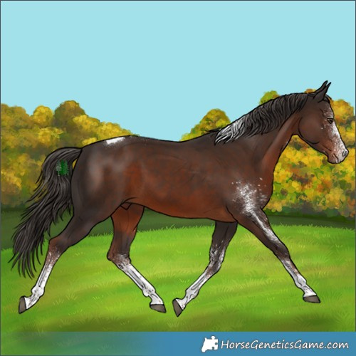 Horse Color:White Spotted Liver Chestnut Tobiano 