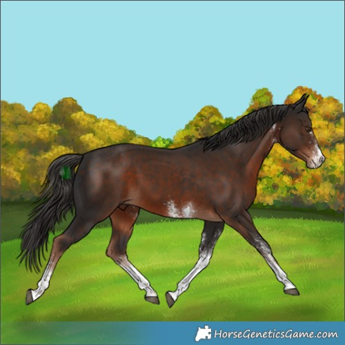 Horse Color:White Spotted Liver Chestnut Tobiano 