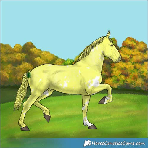 Horse Color:Watercolor White Spotted Liver Chestnut 