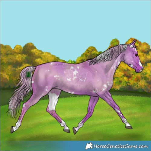 Horse Color:Watercolor White Spotted Liver Red Dun Rabicano