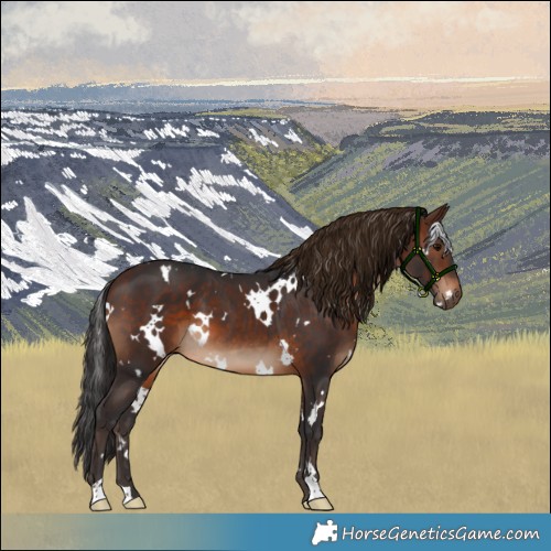 Horse Color:White Spotted Brown 