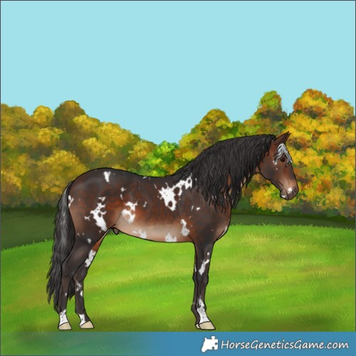 Horse Color:White Spotted Brown 