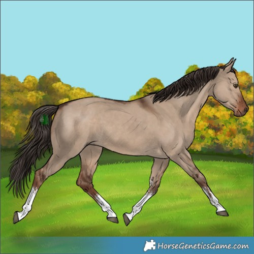 Horse Color:White Spotted Liver Red Dun 