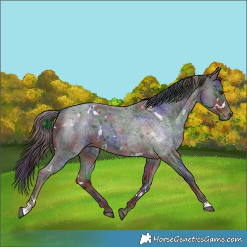 Horse Color:Nacre White Spotted Liver Red Roan 