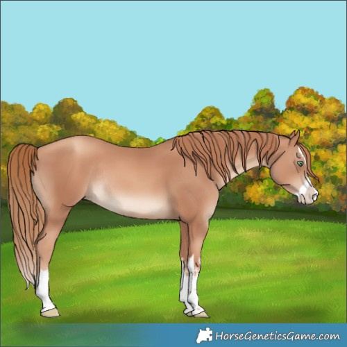 Horse Color:White Spotted Gold Champagne Splash Rabicano 
