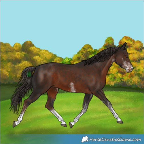 Horse Color:White Spotted Liver Chestnut 