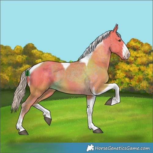Horse Color:Watercolor White Spotted Chocolate Palomino Tobiano 
