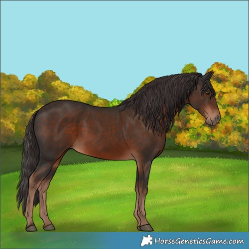Horse Color:White Spotted Liver Chestnut 