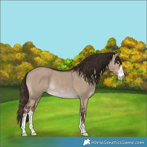 Horse Color:White Spotted Liver Red Dun Rabicano 