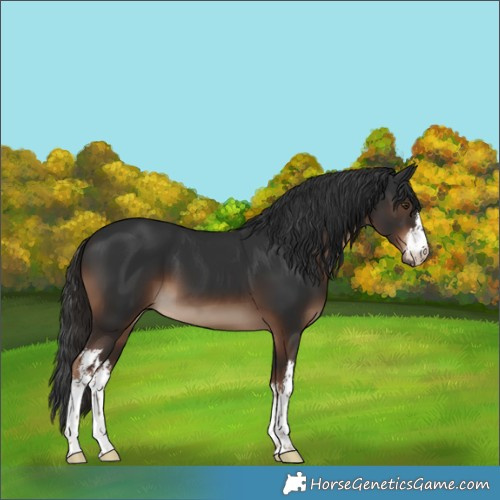 Horse Color:White Spotted Liver Chestnut