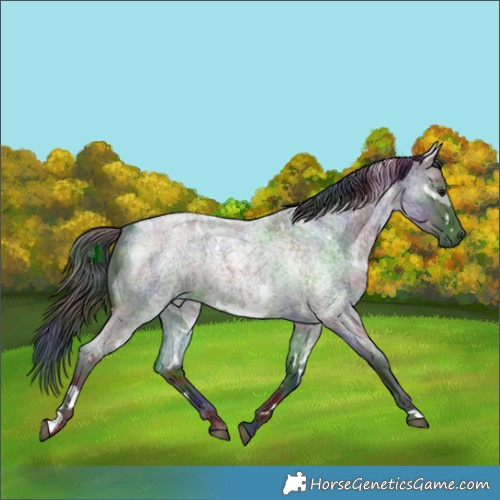 Horse Color:Nacre White Spotted Buckskin Roan 