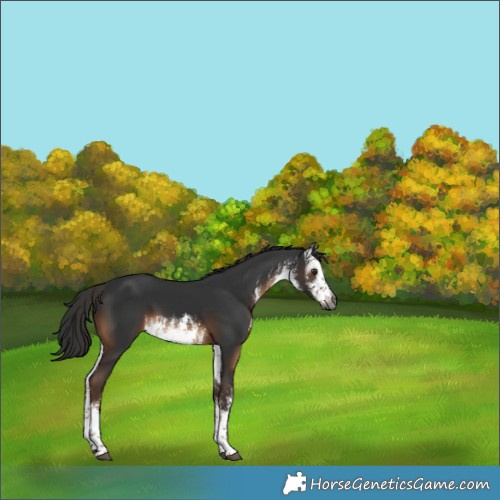Horse Color:Gray White Spotted Liver Chestnut 