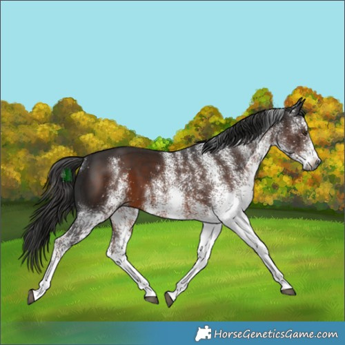 Horse Color:Gray White Spotted Liver Chestnut 