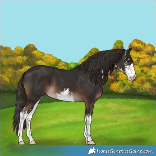 Horse Color:White Spotted Liver Chestnut 