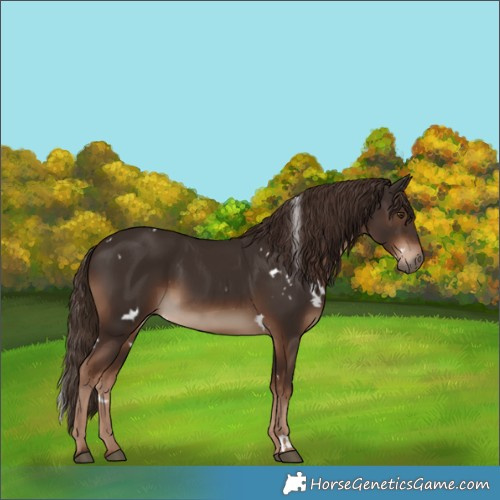 Horse Color:White Spotted Liver Chestnut Rabicano 