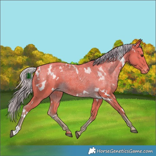 Horse Color:Watercolor White Spotted Chocolate Palomino Appaloosa