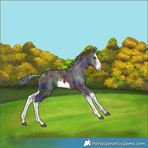 Horse Color:Nacre White Spotted Liver Chestnut Rabicano 