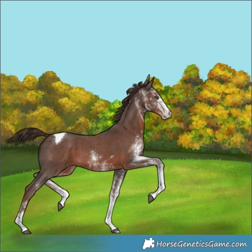 Horse Color:White Spotted Liver Chestnut Tobiano 