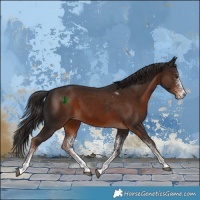 Horse Color:White Spotted Liver Chestnut