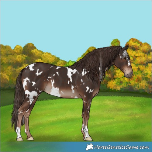 Horse Color:White Spotted Liver Chestnut