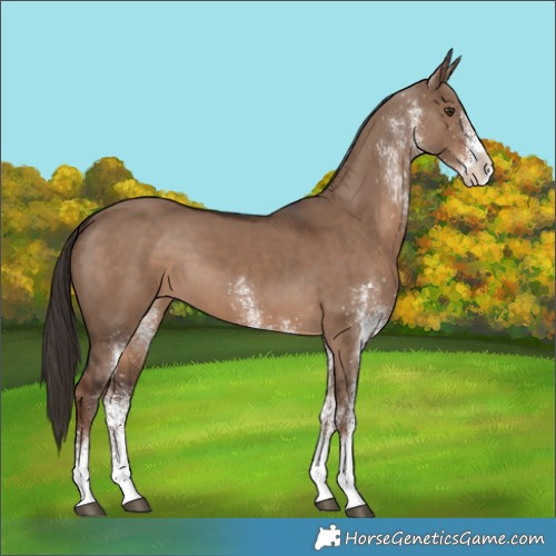 Horse Color:White Spotted Liver Red Dun