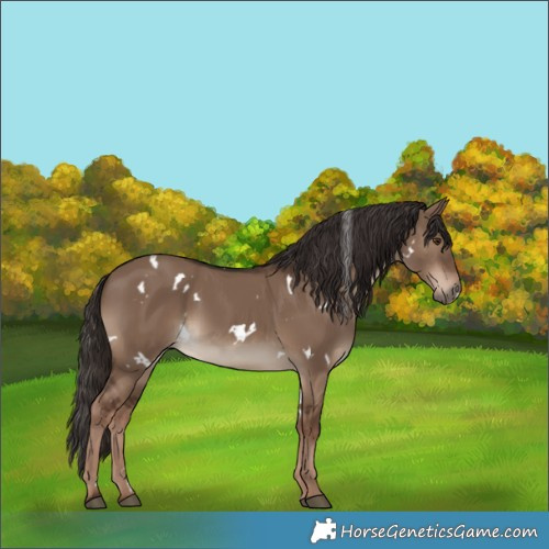 Horse Color:White Spotted Liver Red Dun