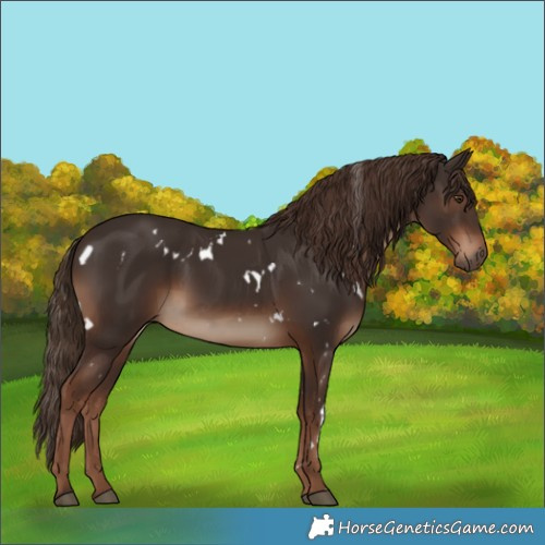 Horse Color:White Spotted Liver Chestnut 