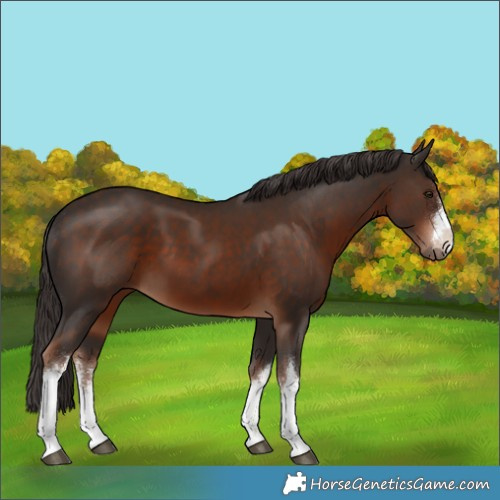Horse Color:White Spotted Liver Chestnut 