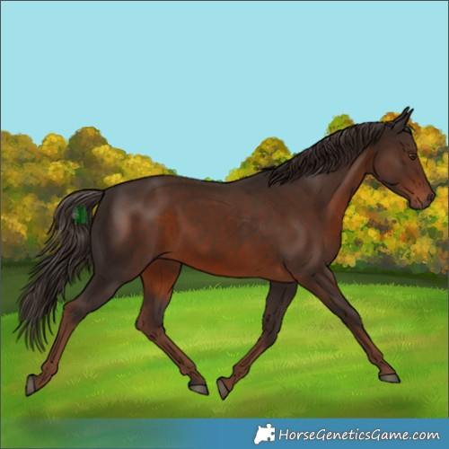 Horse Color:White Spotted Liver Chestnut 