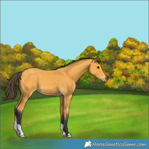Horse Color:Buckskin 