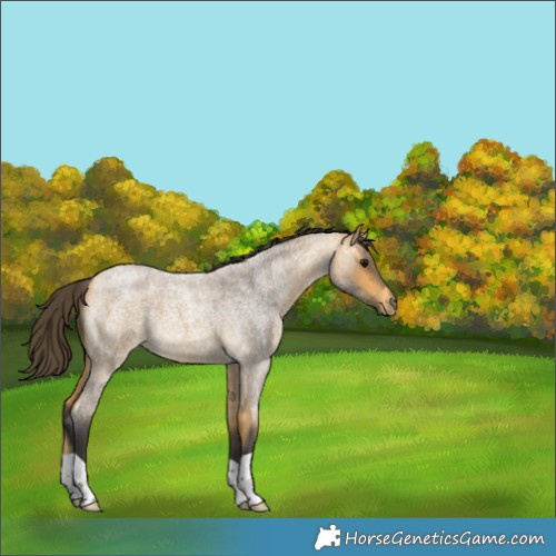 Horse Color:Buckskin Roan 