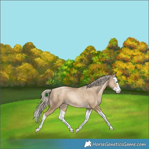 Horse Color:White Spotted Chocolate Palomino Snowdrop Dun Splash Rabicano 