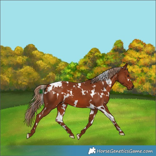 Horse Color:White Spotted Chestnut 