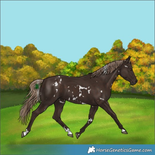 Horse Color:White Spotted Liver Chestnut