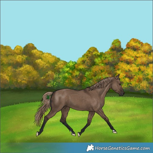Horse Color:Liver Red Dun