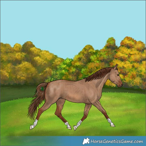 Horse Color:Red Dun Brindle 