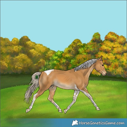 Horse Color:Palomino Tobiano 