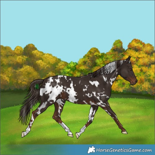Horse Color:White Spotted Liver Chestnut