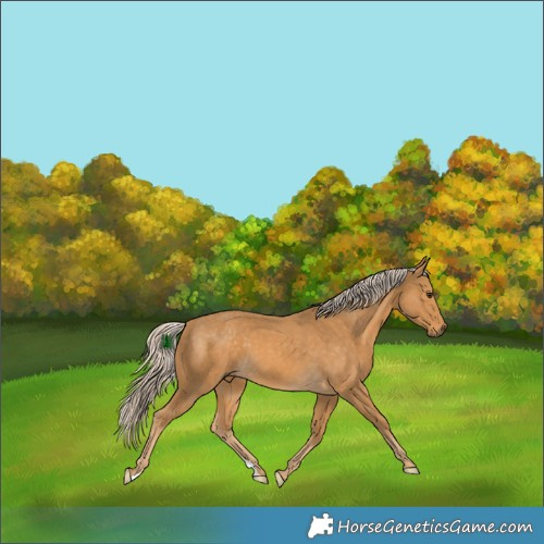 Horse Color:Palomino 